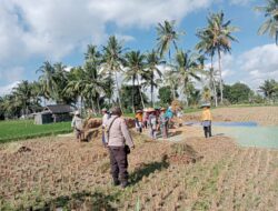 Bhabinkamtibmas Pringgasela Selatan Aipda Zamroni Tinjau Kegiatan Panen dan Imbau Warga Jaga Kamtibmas