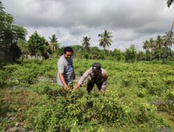 Bhabinkamtibmas Paokmotong Monitoring Tanaman Pekarangan Bergizi Dukung Program Pemerintah