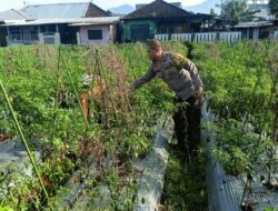 Bhabinkamtibmas Masbagik Utara Kontrol Pertanian Demi Ketahanan Pangan