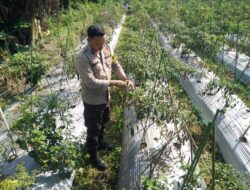 Bhabinkamtibmas Desa Masbagik Timur Tinjau Lahan Ketahanan Pangan Bergizi 