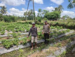 Bhabinkamtibmas Desa Paokmotong Laksanakan Monitoring Tanaman Pekarangan Bergizi