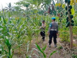 Bhabinkamtibmas Desa Jineng Laksanakan Silaturahmi dan Cek Tanaman Jagung