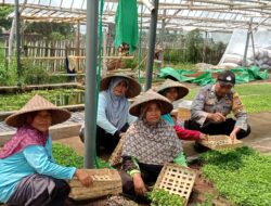 Bhabinkamtibmas Desa Wanasaba Monitoring Jalannya Program Ketahanan Pangan 