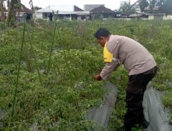 Bhabinkamtibmas Desa Kumbang Laksanakan Silaturahmi dan Monitoring Ketahanan Pangan