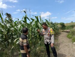 Bhabinkamtibmas Desa Bagik Papan Jalin Silaturahmi dan Cek Tanaman Jagung Warga