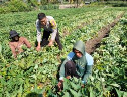 Bhabinkamtibmas Desa Bagik Papan Bantu Warga Bersihkan Tanaman Ubi dan Sampaikan Himbauan Kamtibmas