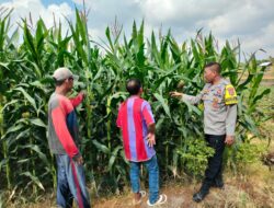 Bhabinkamtibmas Desa Bagik Papan Jalin Silaturahmi dan Cek Tanaman Jagung Warga