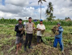 Bhabinkamtibmas Desa Bagik Papan BRIPKA Agus Salim Bantu Panen Kacang dan Sampaikan Himbauan Kamtibmas