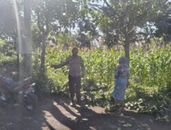 Bhabinkamtibmas Lendang Nangka Utara Lakukan Pengecekan Lahan Pangan Bergizi