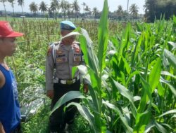 Personel Polsek Terara Lakukan Pengecekan Lahan Ketahanan Pangan
