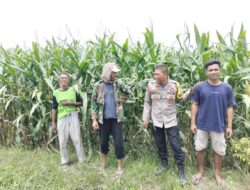 Bhabinkamtibmas Desa Bagik Papan Silaturahmi dan Cek Tanaman Jagung