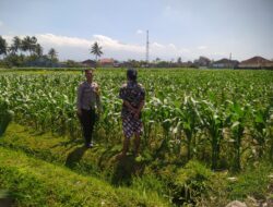 Bhabinkamtibmas Desa Selagik Lakukan Pengecekan Lahan Jagung Warga