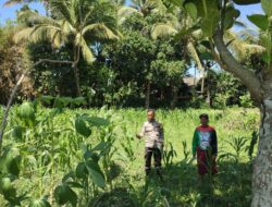 Bhabinkamtibmas Desa Paokmotong Cek Lahan Pekarangan Pangan Bergizi