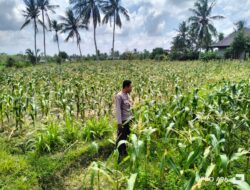 Guna Mendukung Program Ketahanan Pangan Aiptu Abdurraham Tinjau Tanaman Jagung di Desa Suradadi