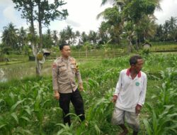 Bhabinkamtibmas Desa Masbagik Selatan Cek Lahan Ketahanan Pangan Bergizi Guna Dukung Swasembada Pangan