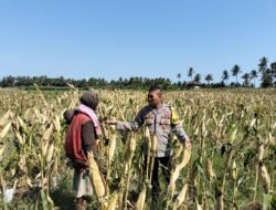 Bhabinkamtibmas Desa Bagik Papan Jalin Silaturahmi dan Cek Tanaman Jagung Warga Dukung Program Ketahanan Pangan