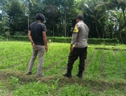 Bhabinkamtibmas Masbagik Utara Silaturahmi dan Kontrol Lahan Petani Dukung Ketahanan Pangan