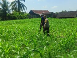 Bhabinkamtibmas Desa Masbagik Utara Ajak Petani Dukung Swasembada Pangan Saat Sambang dan Silaturahmi