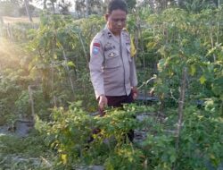 Bhabinkamtibmas Desa Kesik Tinjau Lahan Ketahanan Pangan Warga
