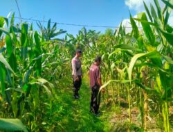Bhabinkamtibmas Kelurahan Tanjung Lakukan Pengecekan Petani Jagung di Lingkungan Timba Borok