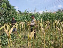 Bhabinkamtibmas Desa Paokmotong Bripka Firman Setiawan Cek Lahan Pekarangan Pangan Bergizi