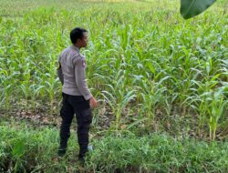 BHABINKAMTIBMAS DESA KUMBANG LAKSANAKAN GIAT SILATURAHMI DAN MONITORING KETAHANAN PANGAN