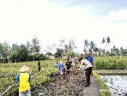 Bhabinkamtibmas desa suradadi aiptu abdurraham, s.pt. Gelar gotong royong pembukaan jalan usaha tani