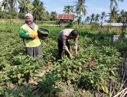 Bhabinkamtibmas Desa Bagik Papan Lakukan Silaturahmi dan Cek Panen Terong Bersama Warga