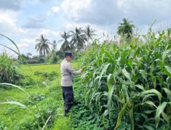 Bhabinkamtibmas Lendang Nangka Cek Lahan Ketahanan Pangan Bergizi Bersama Petani Jagung