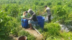 Bhabinkamtibmas Desa Lendang Nangka Laksanakan Pengecekan Lahan Ketahanan Pangan Bergizi