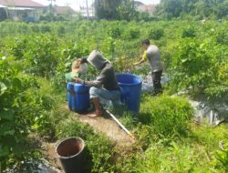 Bhabinkamtibmas Desa Lendang Nangka Laksanakan Pengecekan Lahan Ketahanan Pangan Bergizi